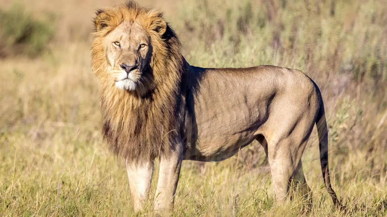León majestuoso en la sabana de Botswana, rodeado de hierba.