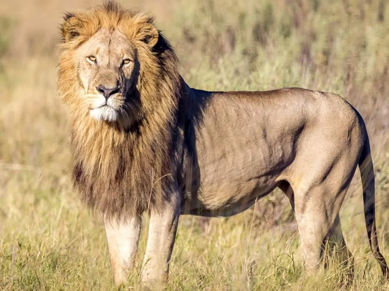 León majestuoso en la sabana de Botswana, rodeado de hierba.