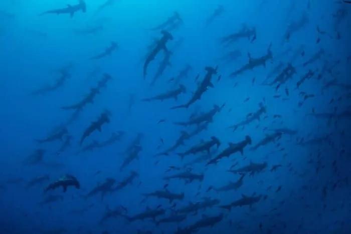 Cardumen de tiburones martillo nadando en aguas profundas.