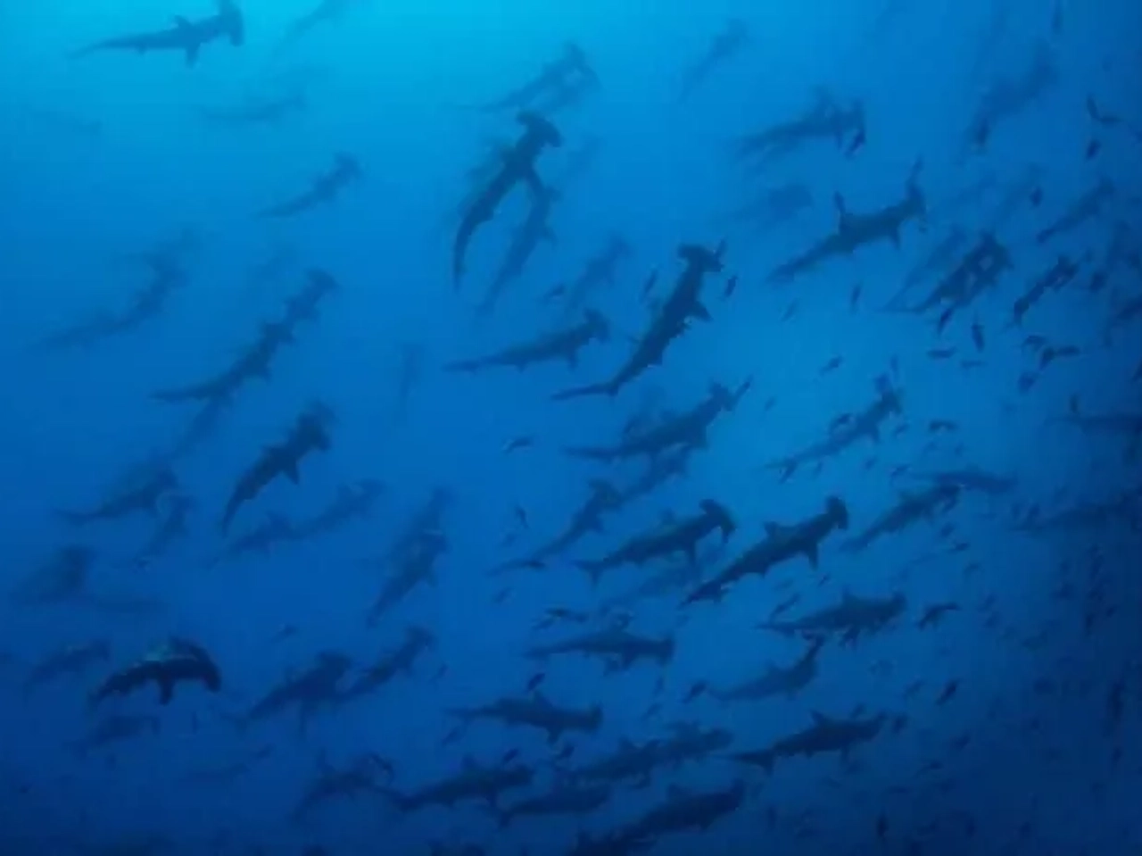 Cardumen de tiburones martillo nadando en aguas profundas.
