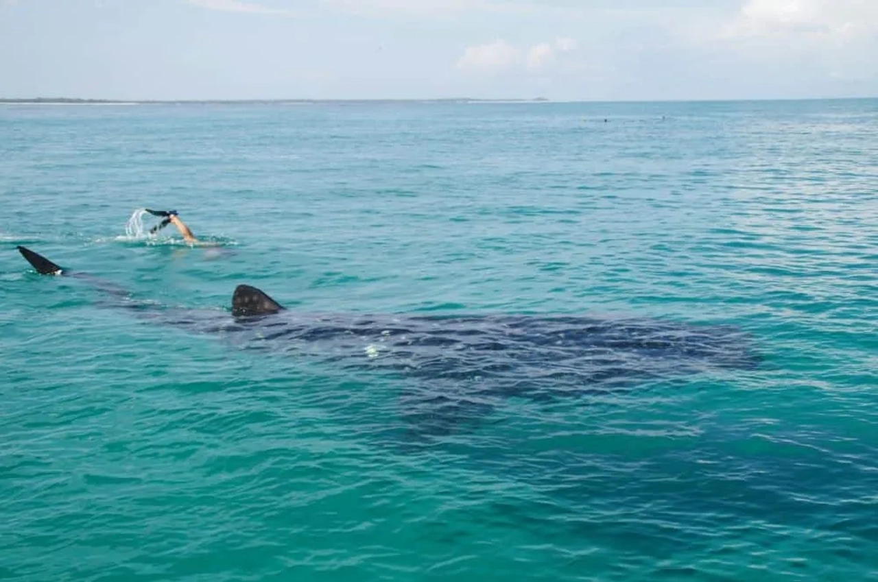 Una persona nada cerca de un tiburón ballena en aguas turquesas.