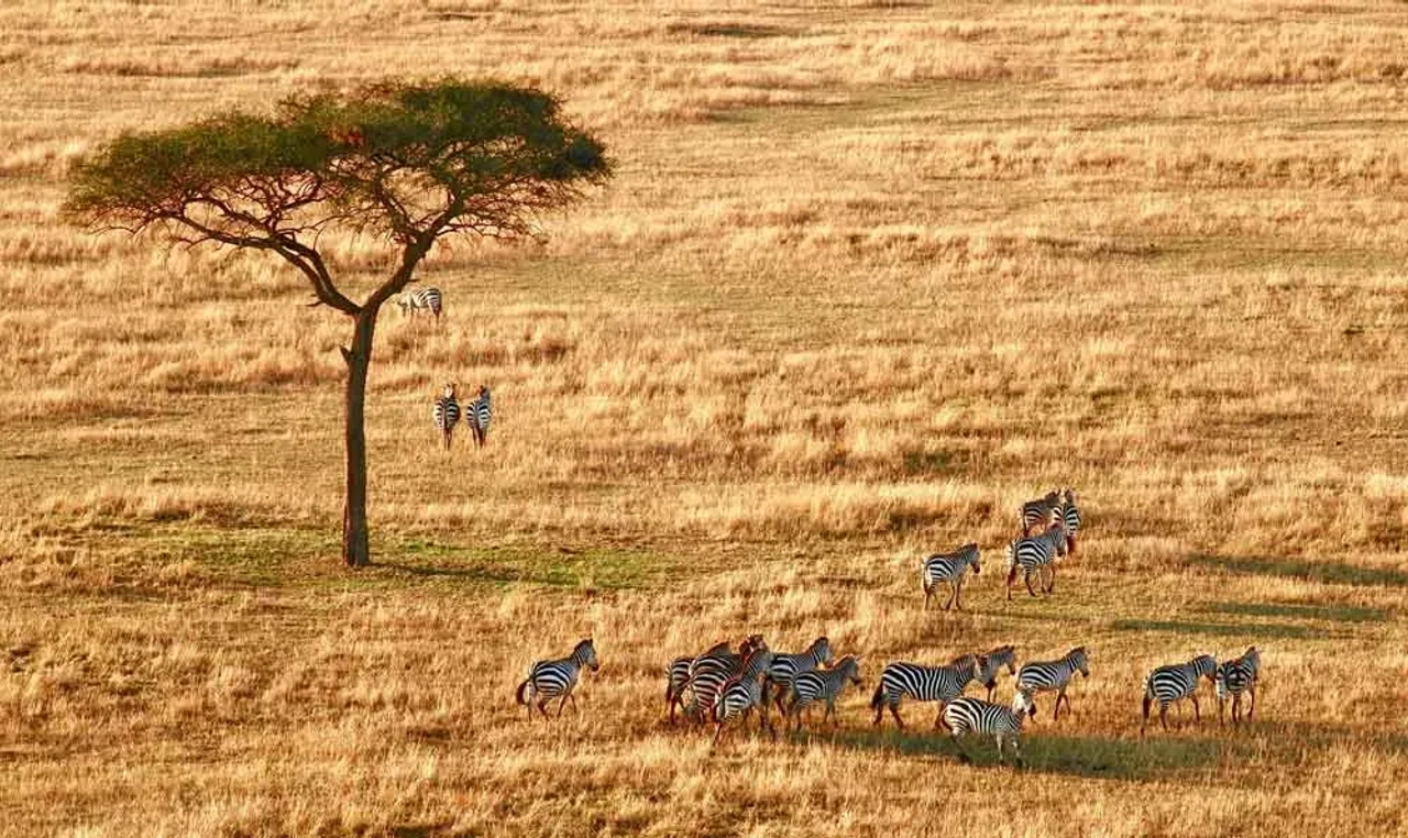zebras na Tanzânia