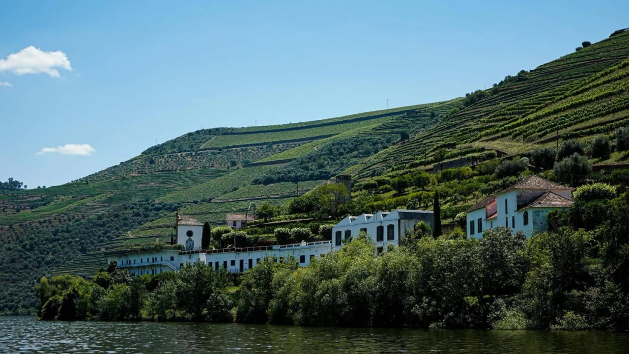 vinhas nos socalcos do douro