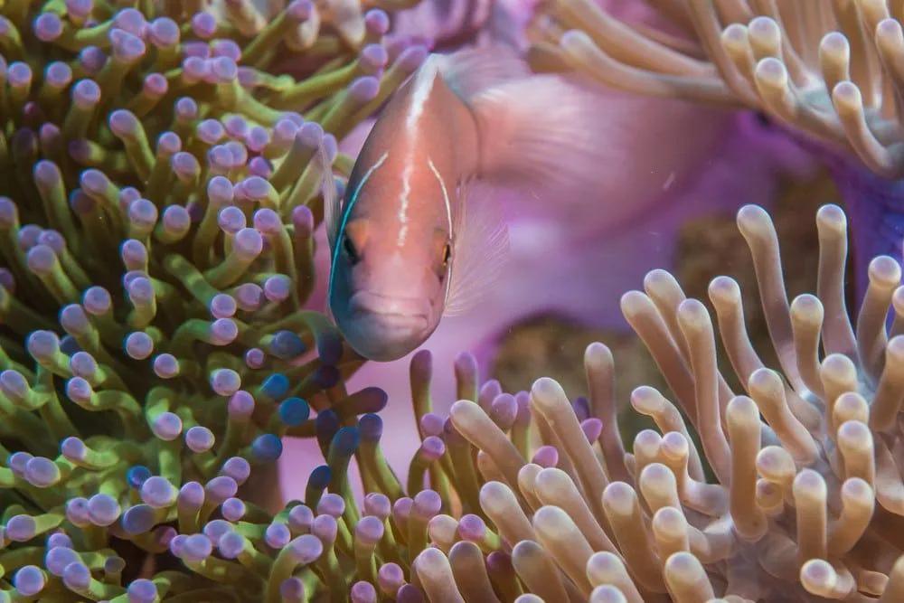 Pez nadando entre anémonas de colores vibrantes en un arrecife de coral.