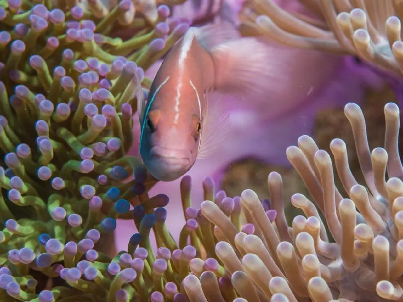 Pez nadando entre anémonas de colores vibrantes en un arrecife de coral.