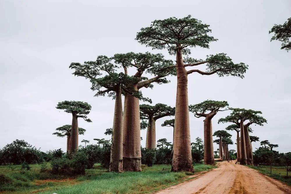 Avenida de los Baobabs de Madagascar