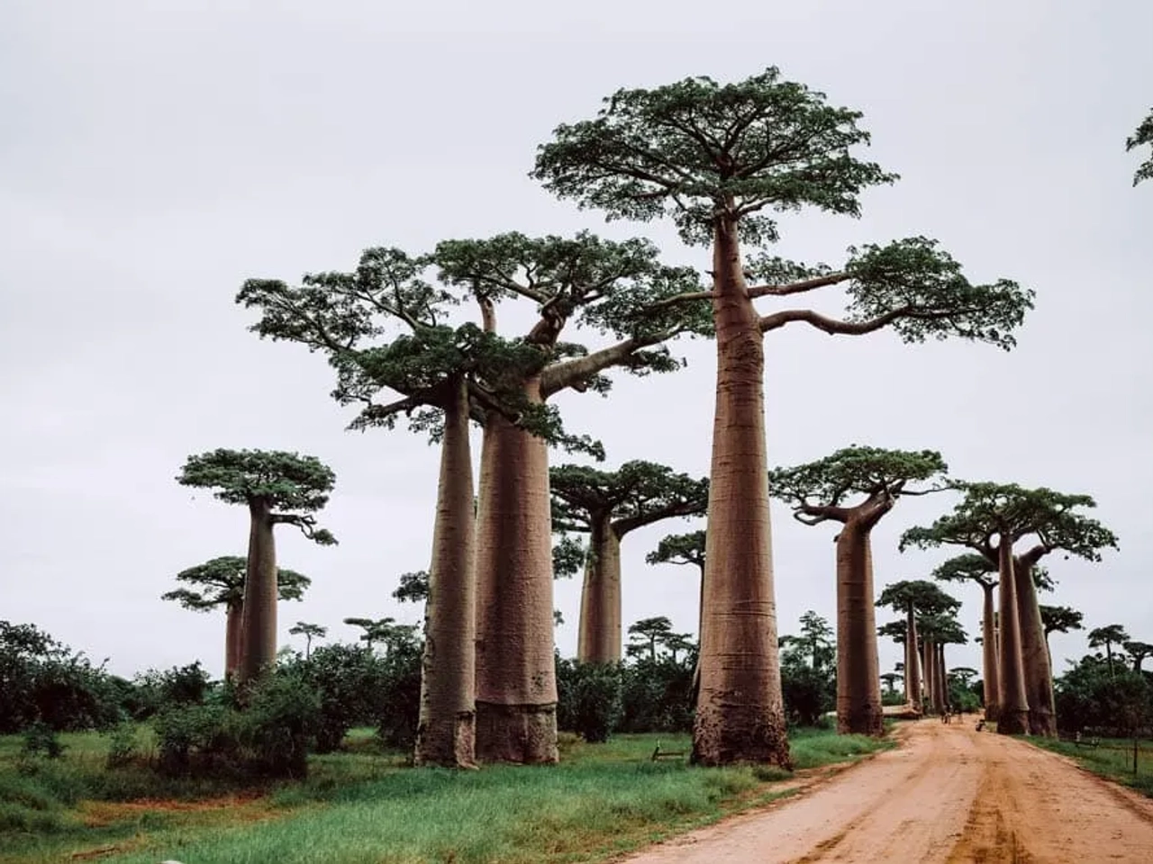 Avenida de los Baobabs de Madagascar
