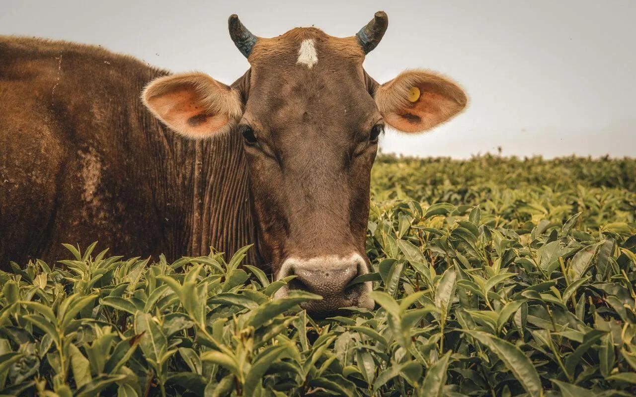 vaca a pastar nos campos de trivandrum