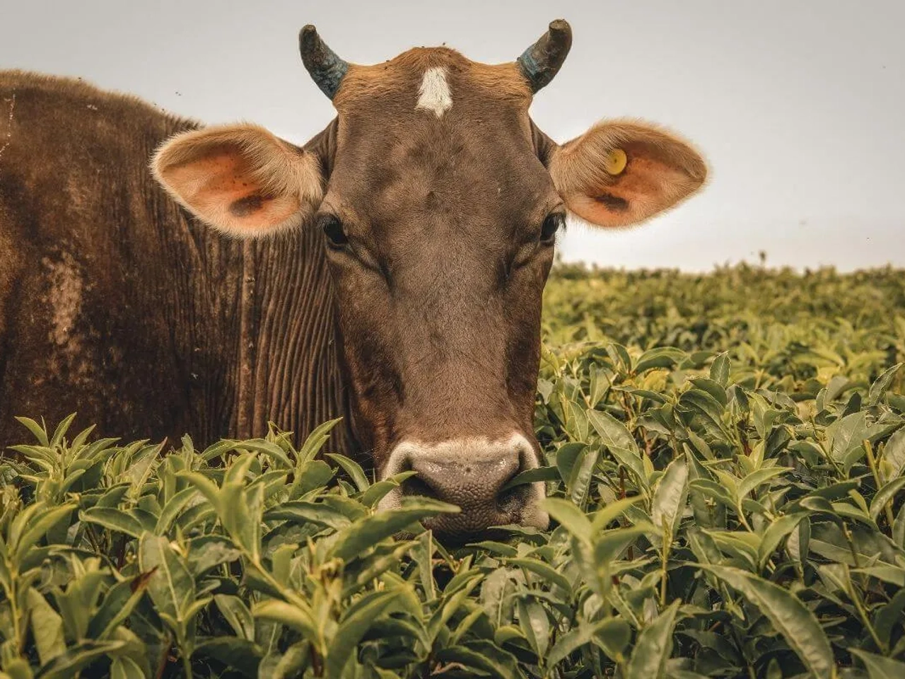 vaca a pastar nos campos de trivandrum