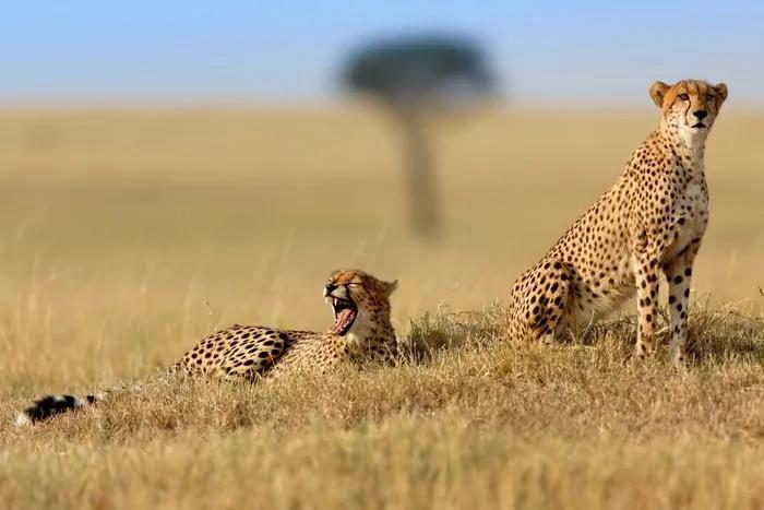 Reserva nacional de Masai Mara