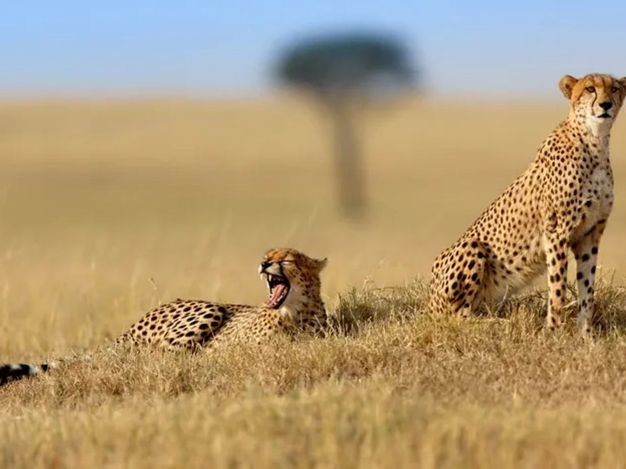 Reserva nacional de Masai Mara