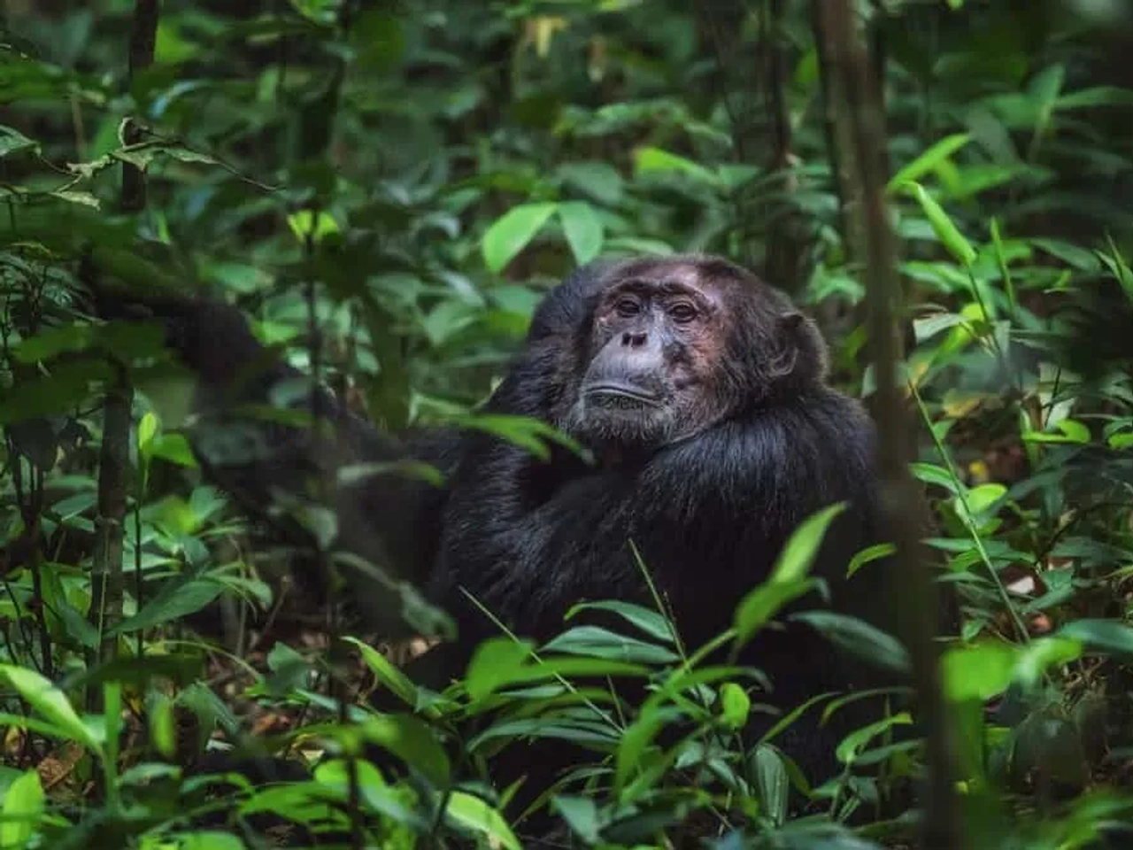 ver gorilas en Uganda