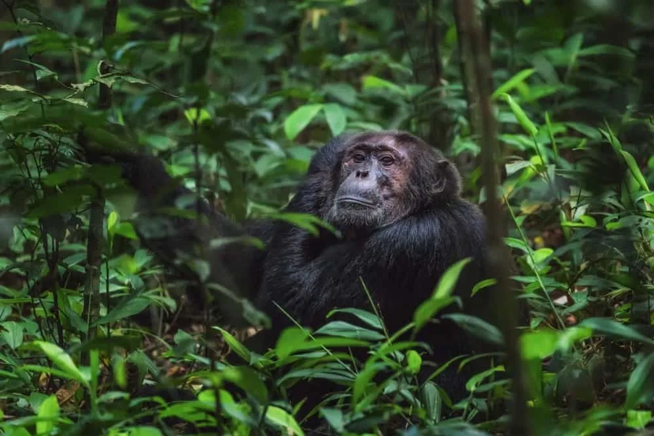 ver gorilas en Uganda