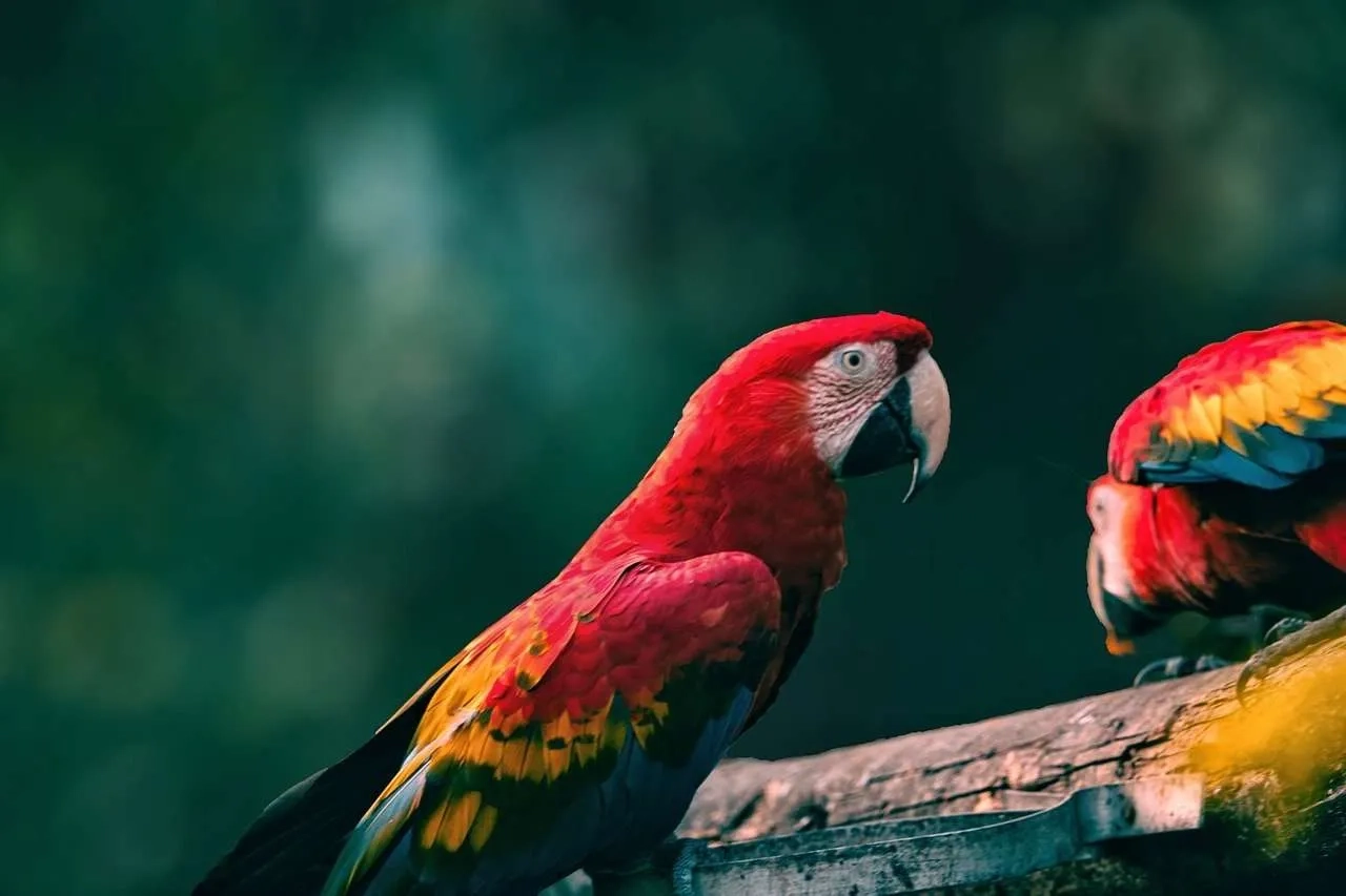 Parques nacionales de Costa Rica
