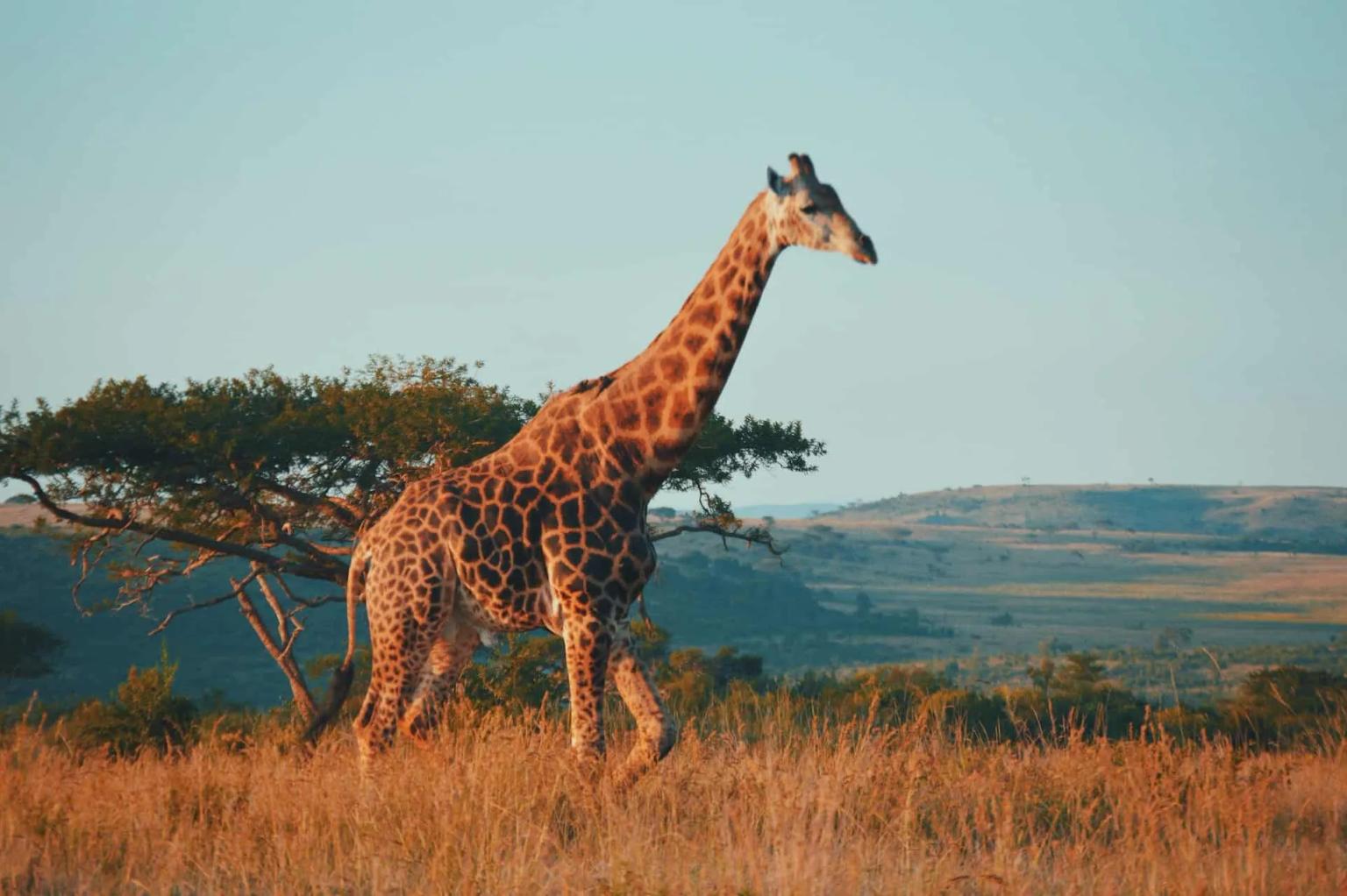 Girafa em um campo aberto, com árvores e montanhas ao fundo.