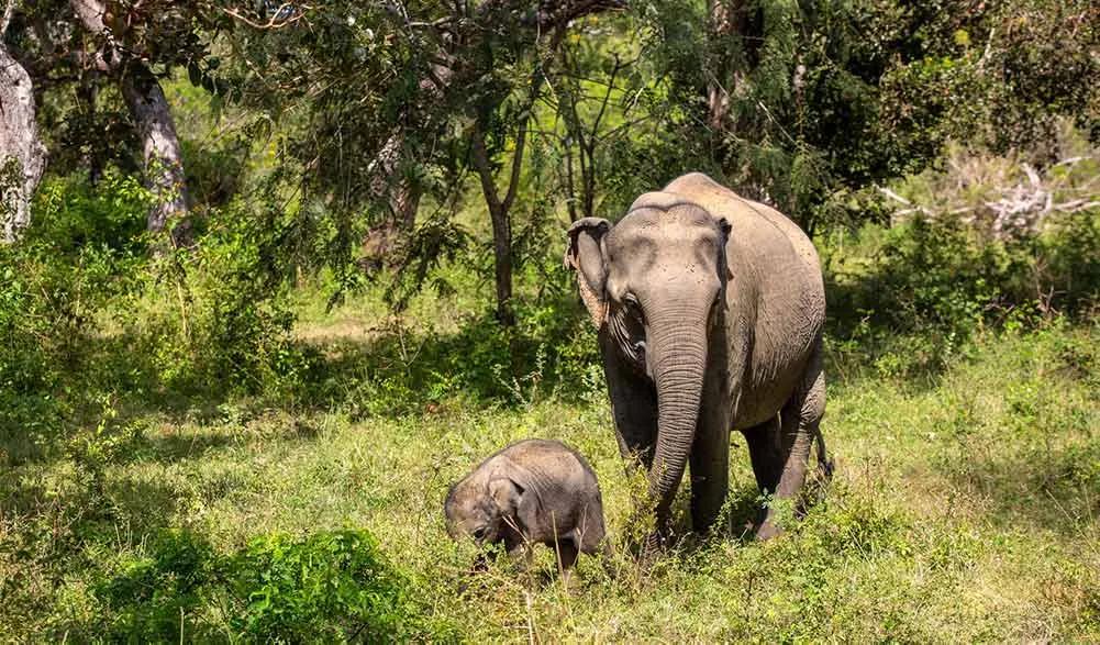 Qué se necesita para viajar a Sri Lanka