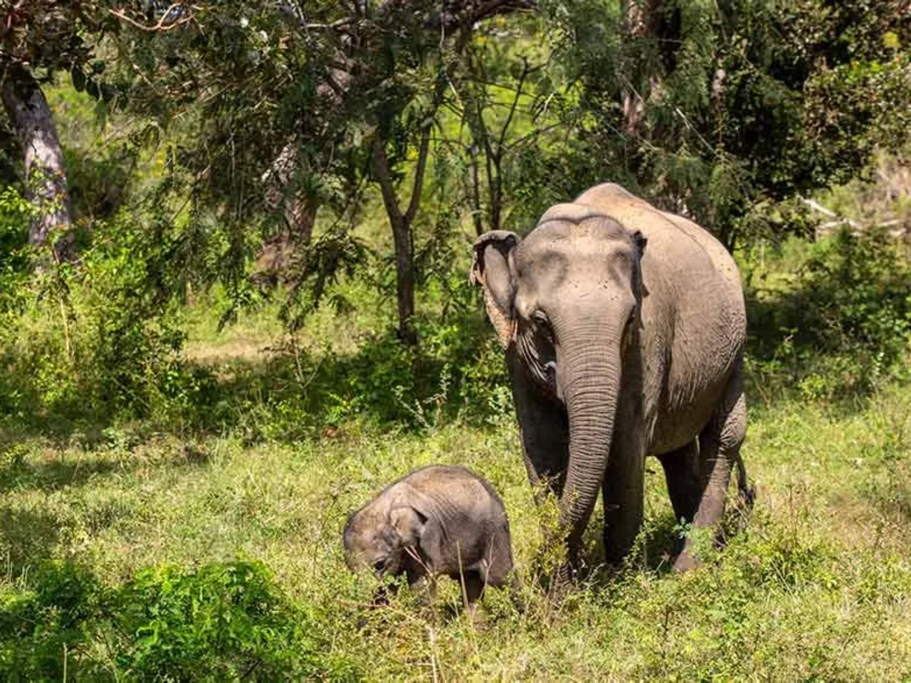 Qué se necesita para viajar a Sri Lanka