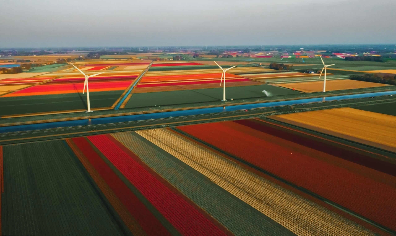 tulipanes