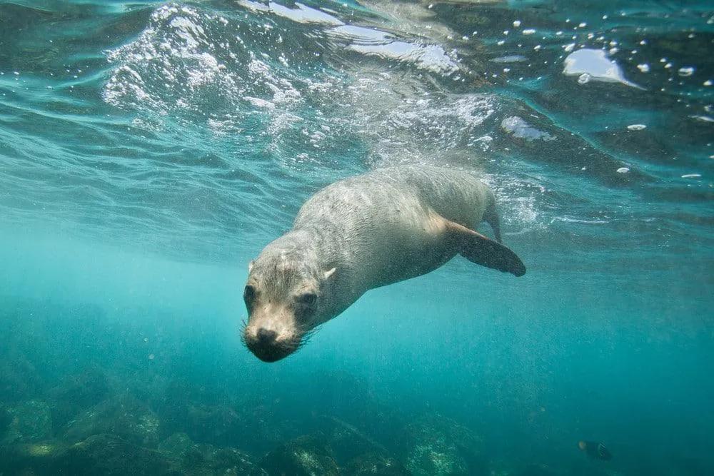 nada con leones marinos en islas Galápagos