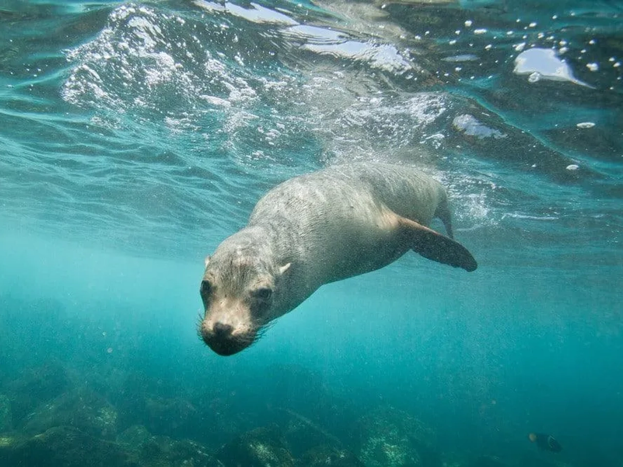 nada con leones marinos en islas Galápagos