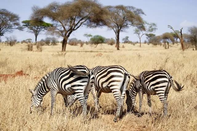 3 zebras num safari em Arusha na Tanzania