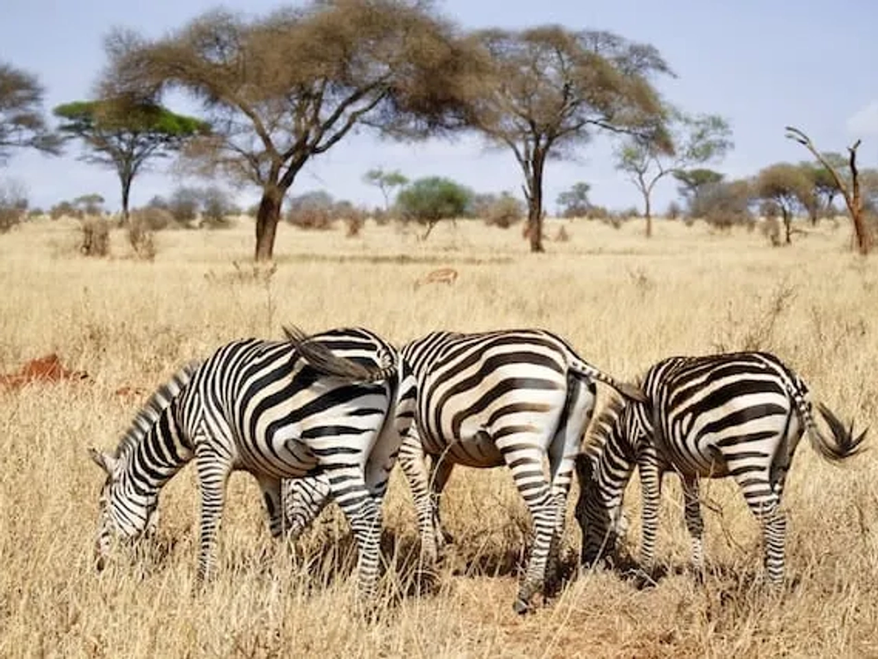 3 zebras num safari em Arusha na Tanzania