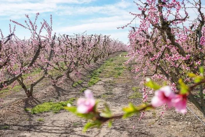 Camino entre árboles de melocotón en flor, con flores rosas y cielo azul.