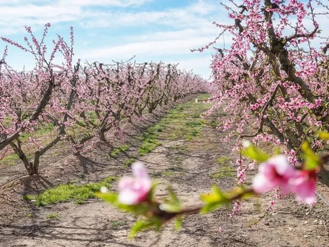 Camino entre árboles de melocotón en flor, con flores rosas y cielo azul.