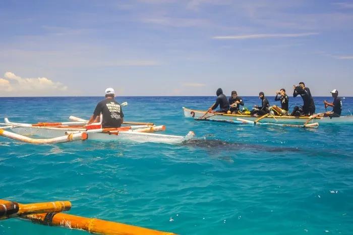 tiburón ballena Filipinas