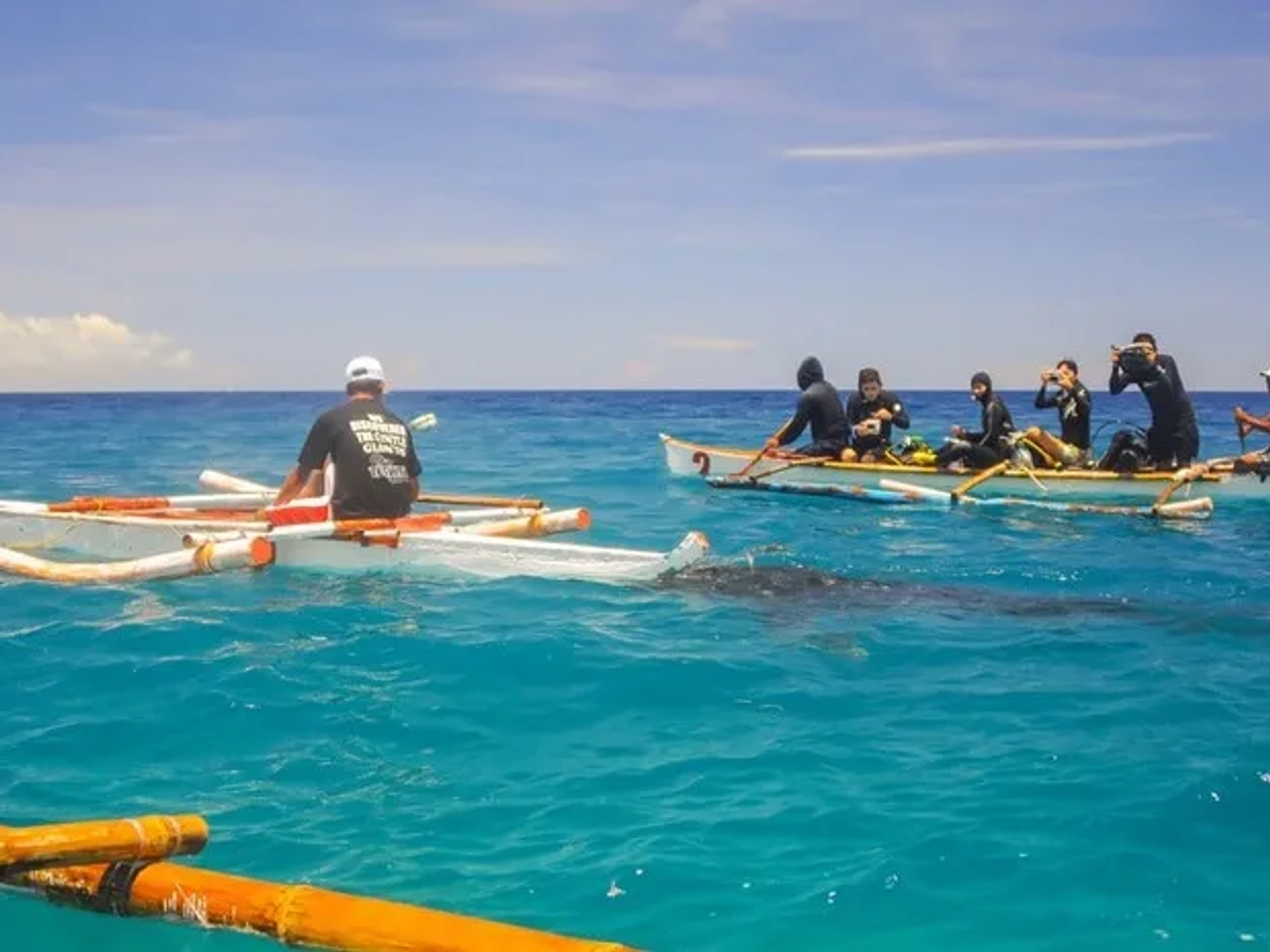 tiburón ballena Filipinas