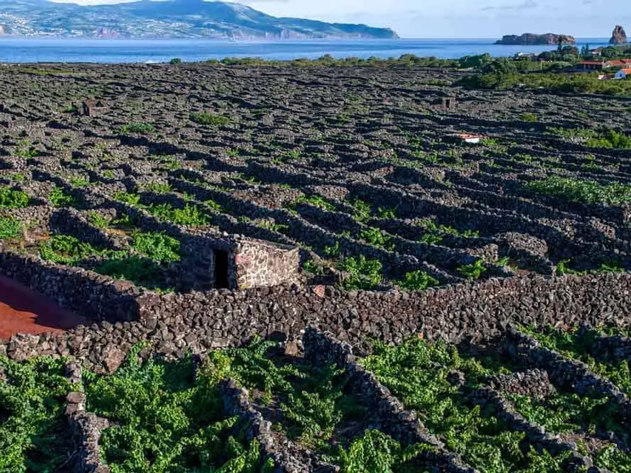 Viñedos en islas azores