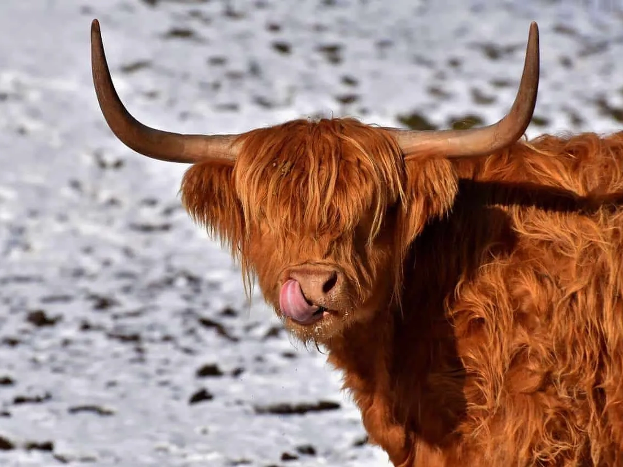 Documentos para viajar a Reino Unido