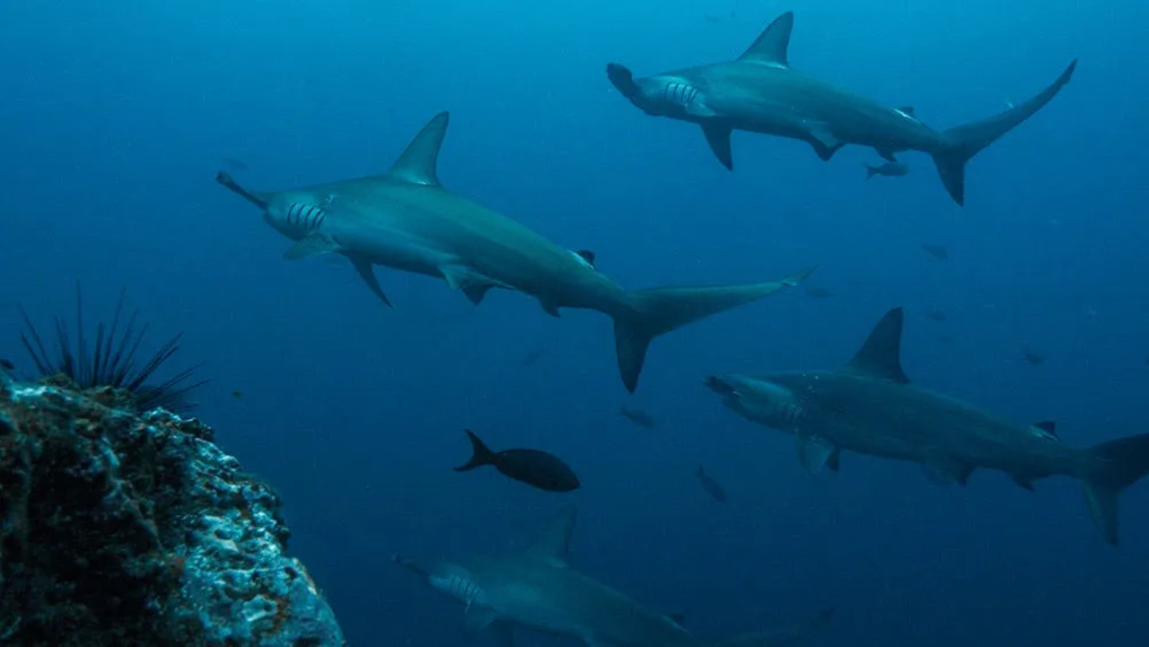 buceo en Costa Rica