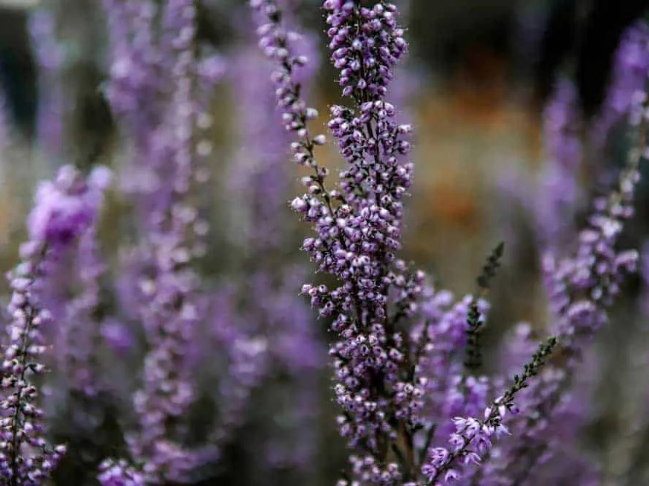 Jardín Botánico de Ginebra (Jardin Botanique)
