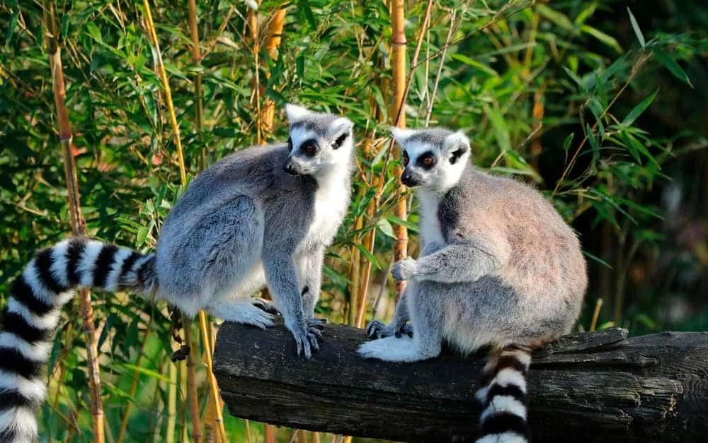Qué ver en Madagascar