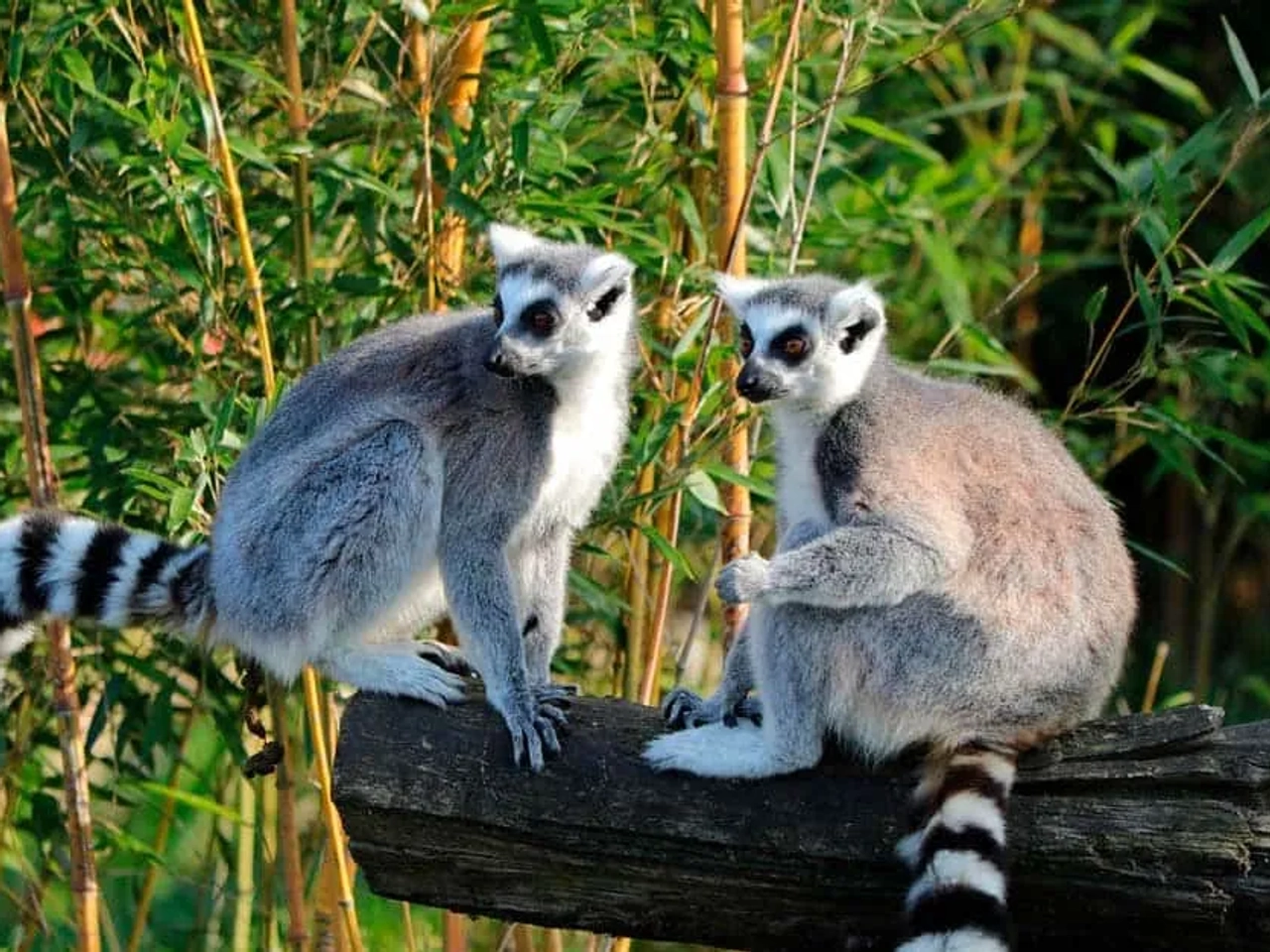 Qué ver en Madagascar
