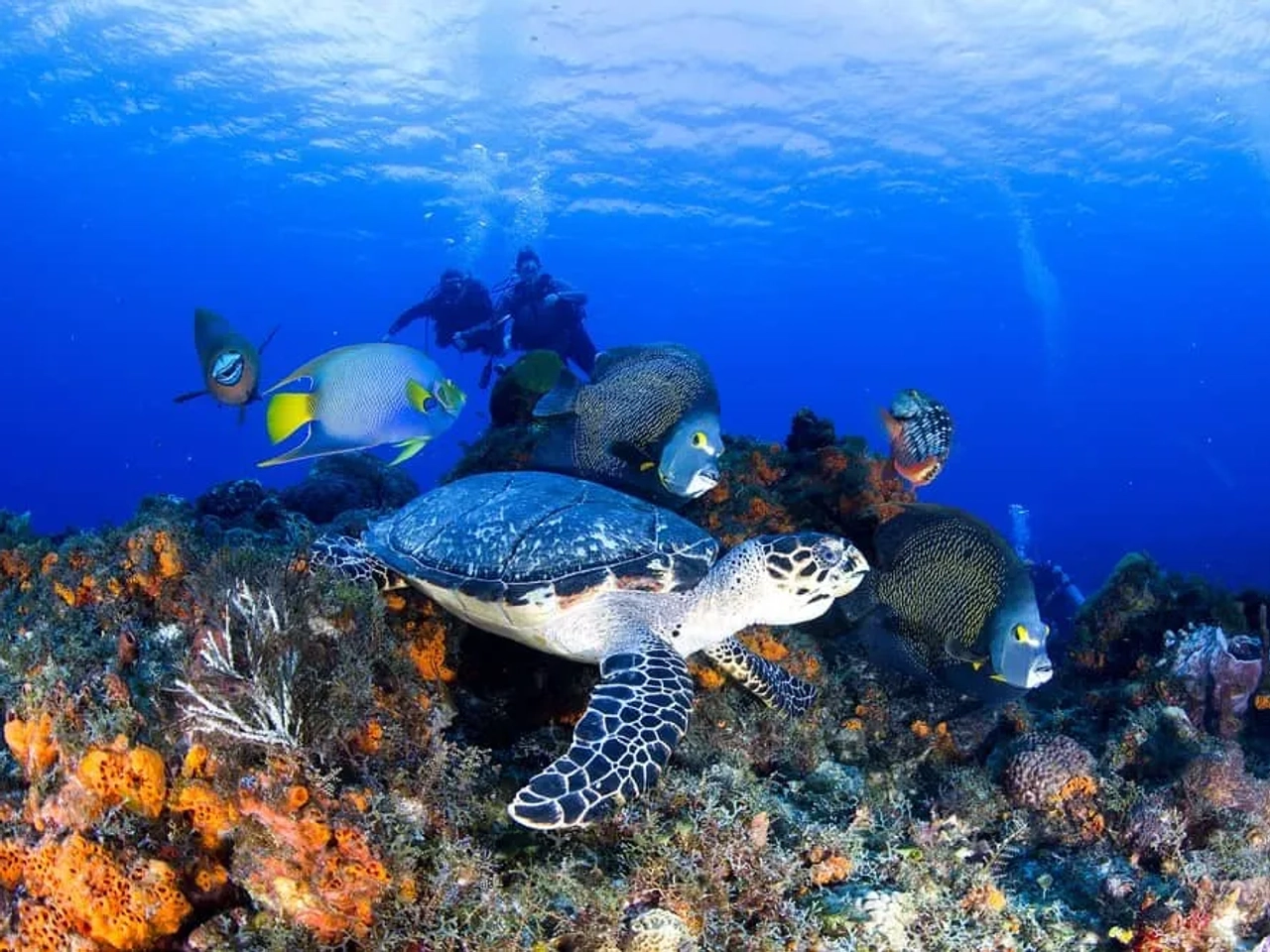 snorkel en Cozumel Mexico
