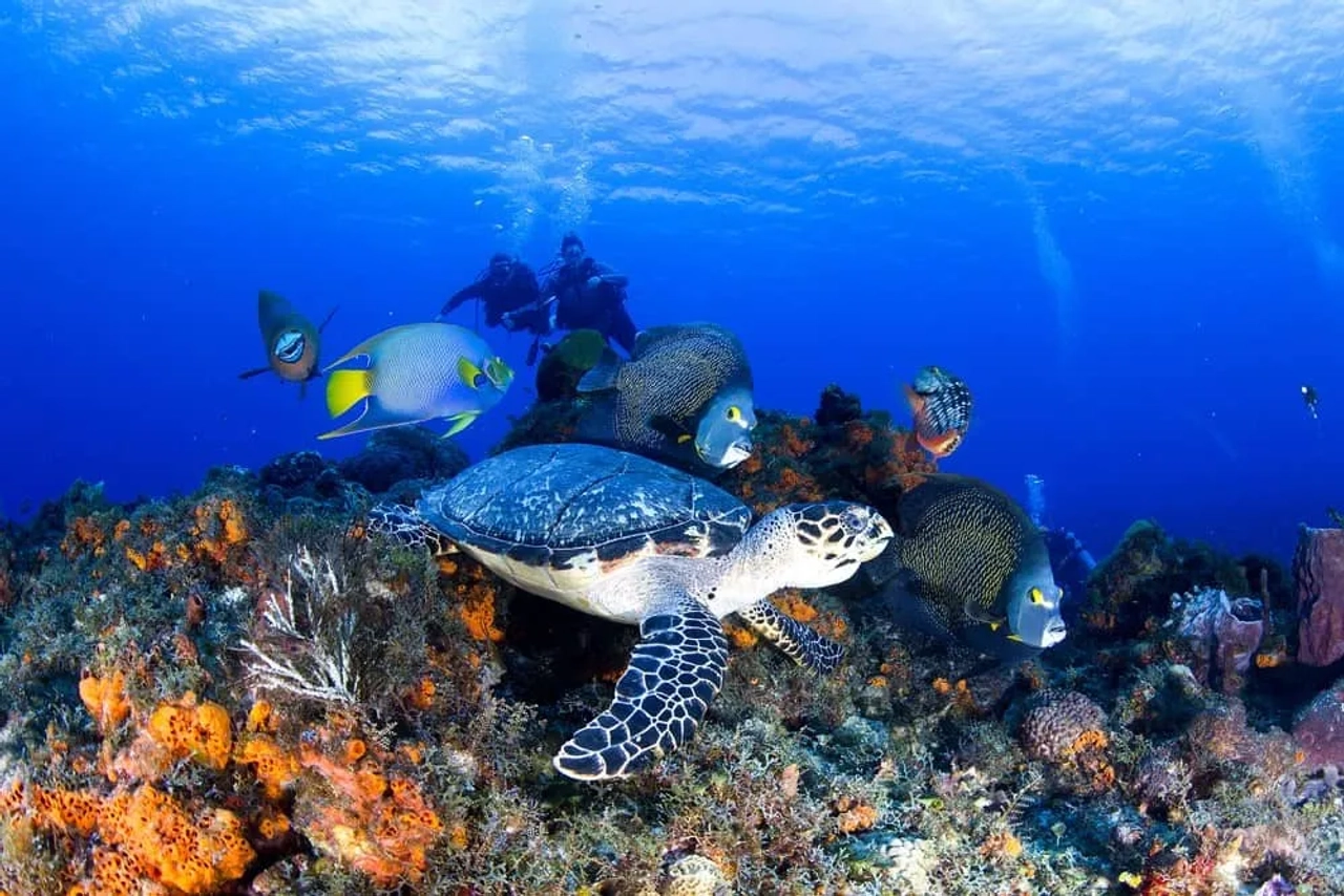 snorkel en Cozumel Mexico