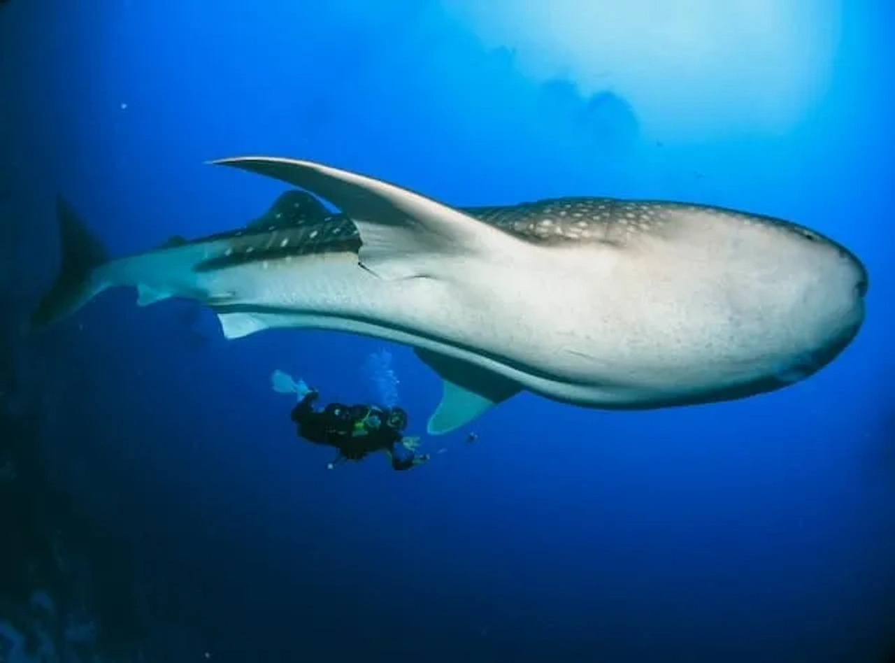 mergulhador a fazer mergulho junto de um tubarão na ilha Dhigurah nas maldivas