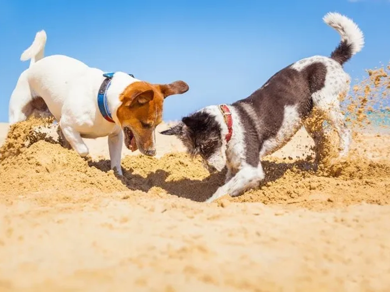 Dos perros jugando y cavando en la arena de una playa soleada.
