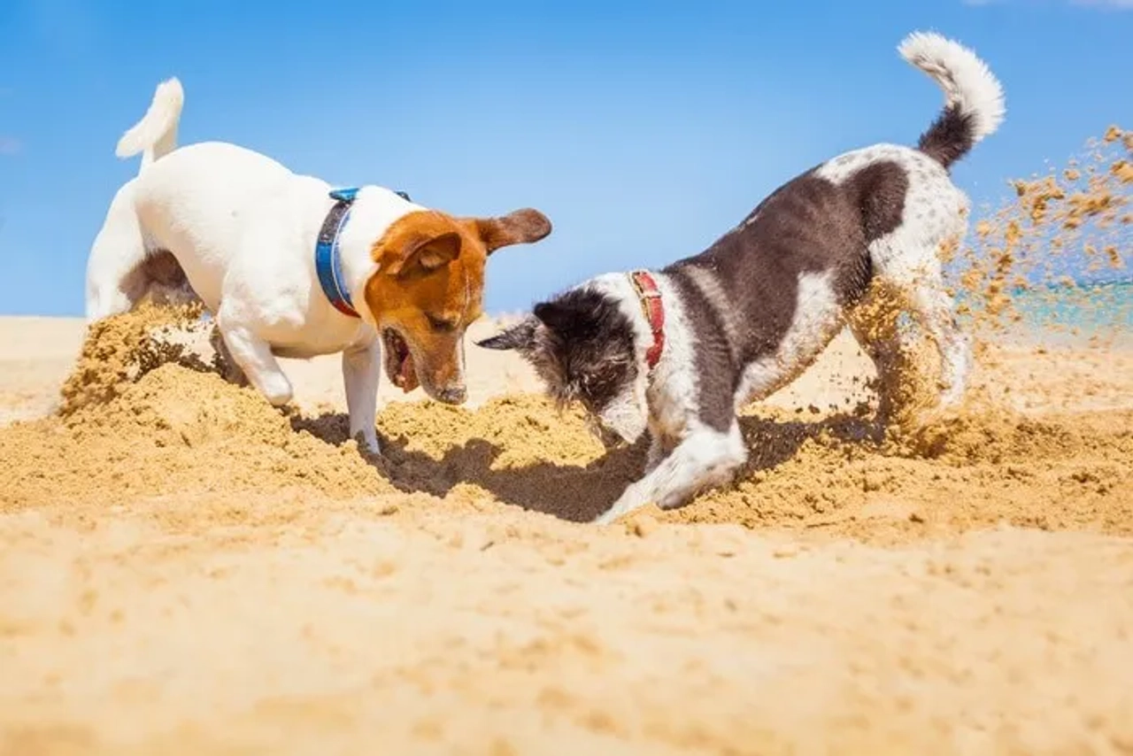 Dos perros jugando y cavando en la arena de una playa soleada.