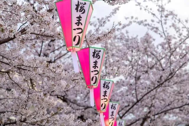 florescimento de sakura no japão (flores de cerejeira)