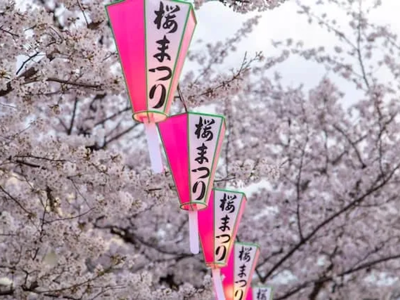 florescimento de sakura no japão (flores de cerejeira)