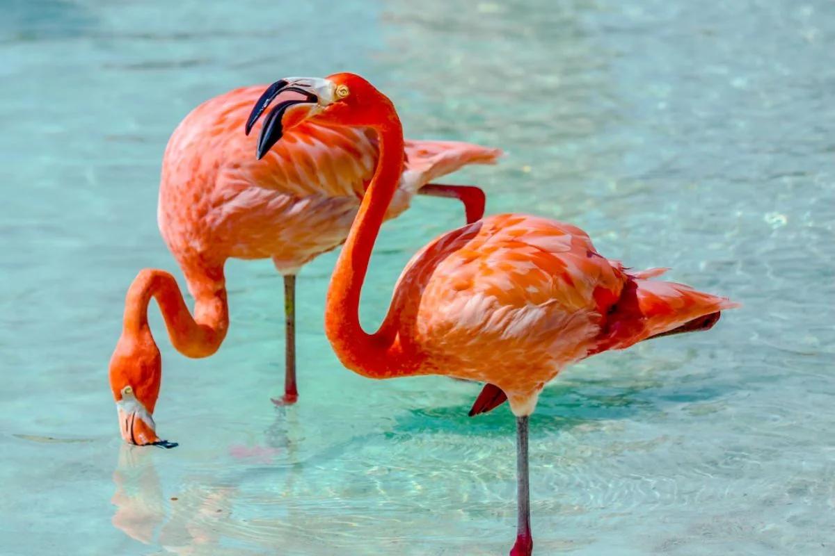 Requisitos para viajar a Aruba