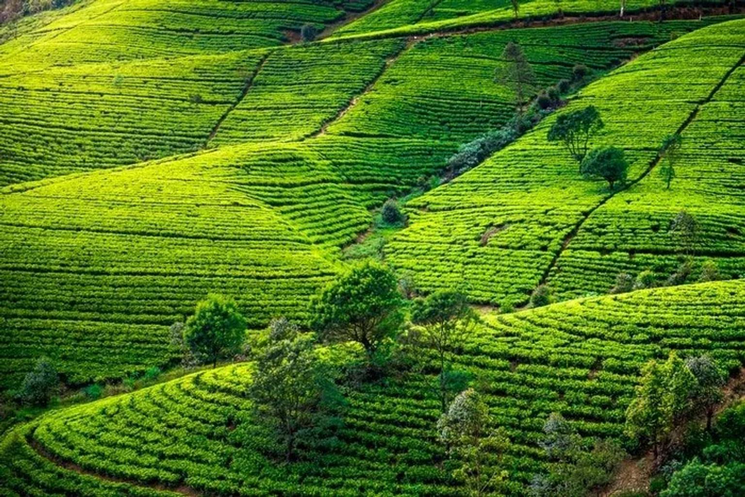 Ruta por Sri Lanka