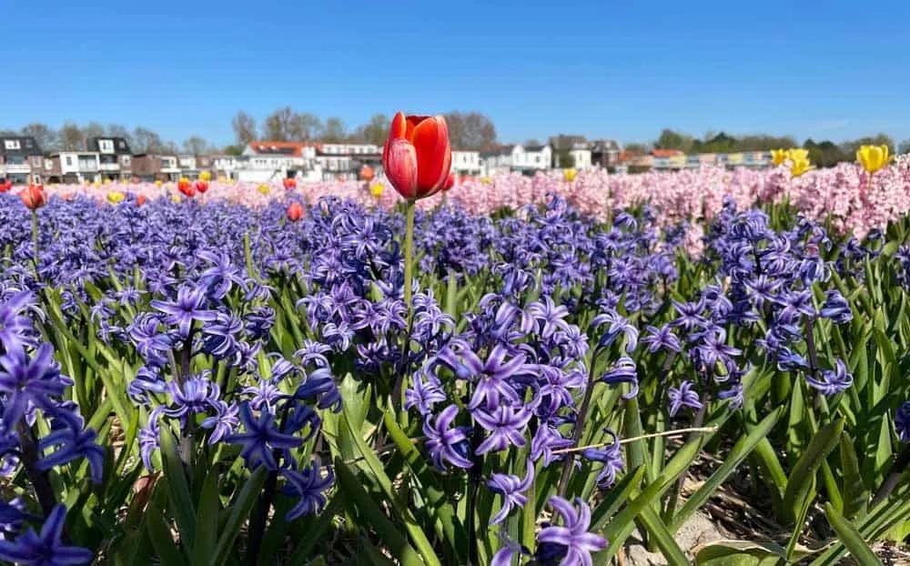 tulipanes en Holanda