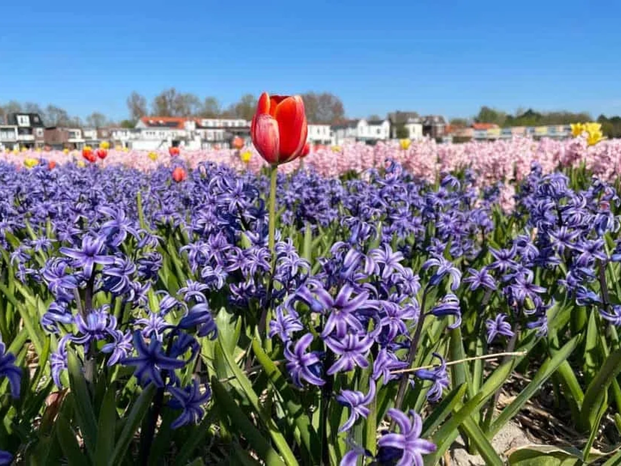 tulipanes en Holanda