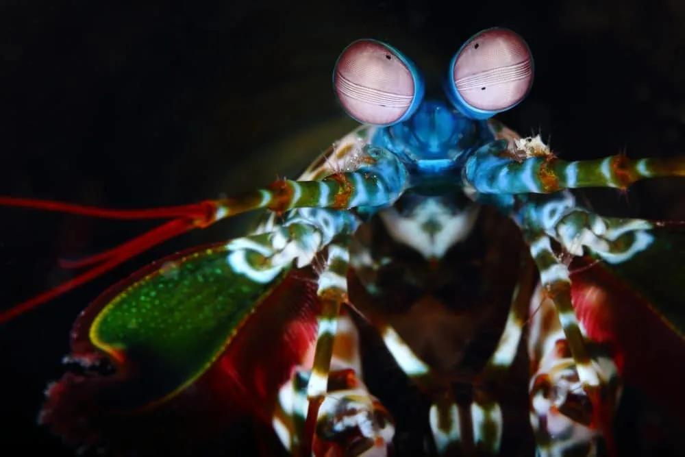 buceo macro en Indonesia
