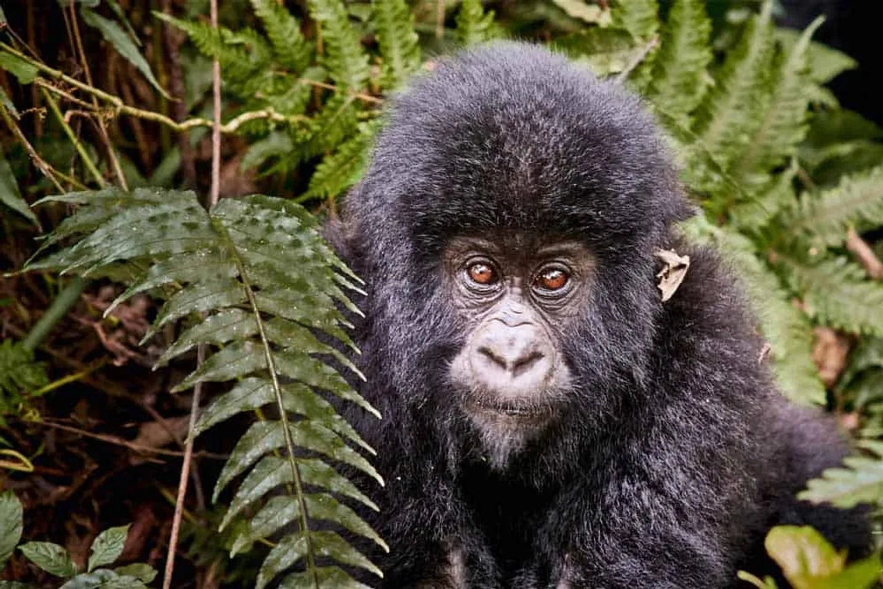 Póliza internacional de viaje a Congo