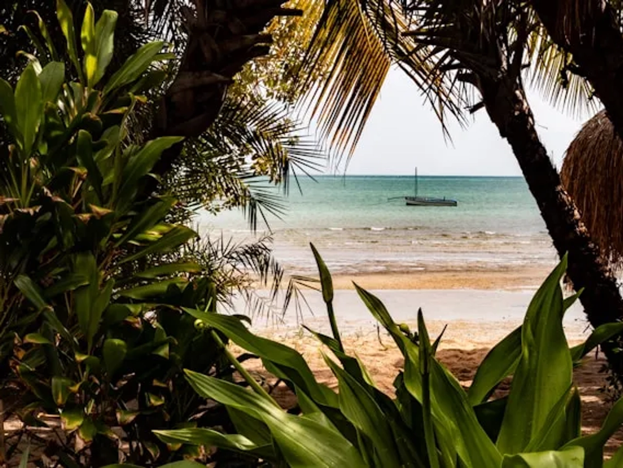 palmeiras junto a praia e um barco em moçambique